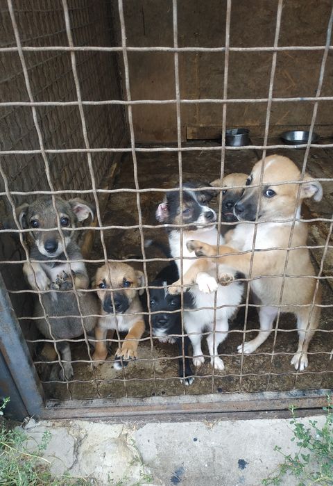 Щенки, мальчики и девочки