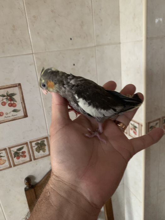 Caturra com 2 meses
