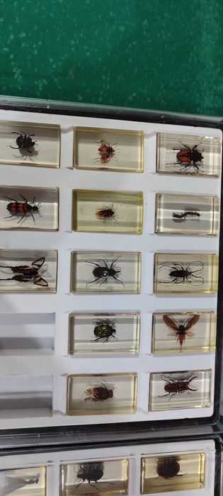 Coleção bichos National Geographic