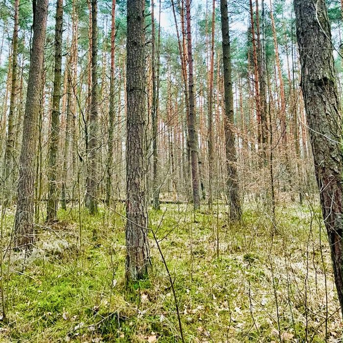 Działka Leśna 1.6 ha - Widok 2