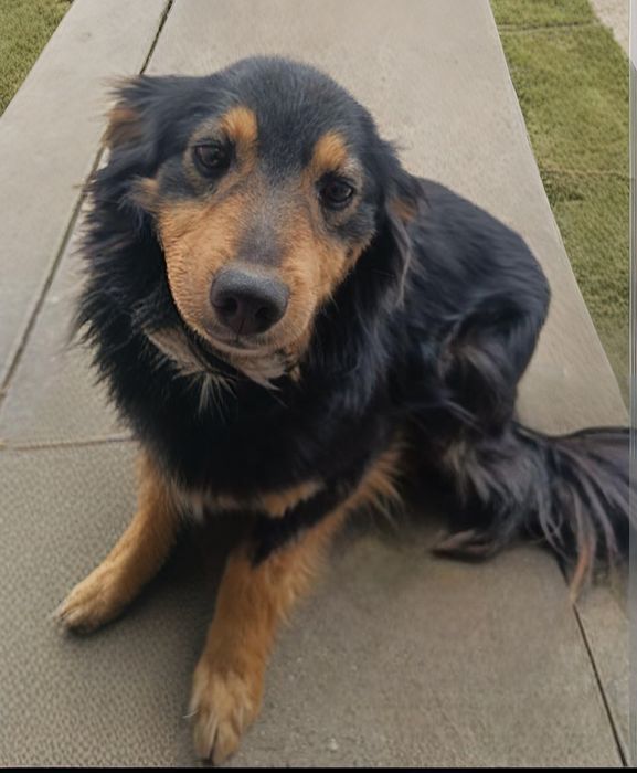 2-letni Fokus szuka spokojnego, pełnego miłości domu!