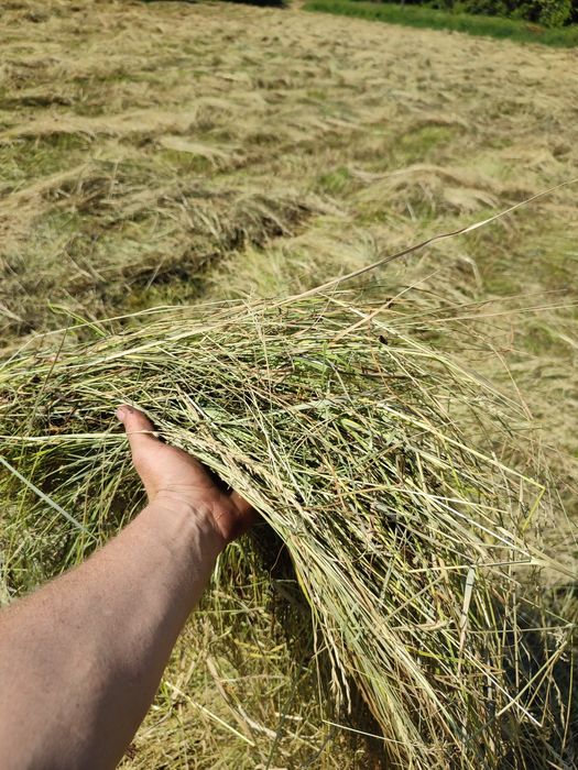 Продам сіно лугове в тюках