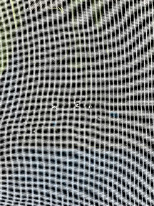 Thule Chariot Sport 2 przyczepa rowerowa Top Model