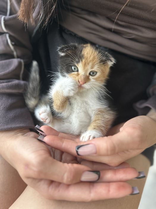 Безкоштовно кошеня