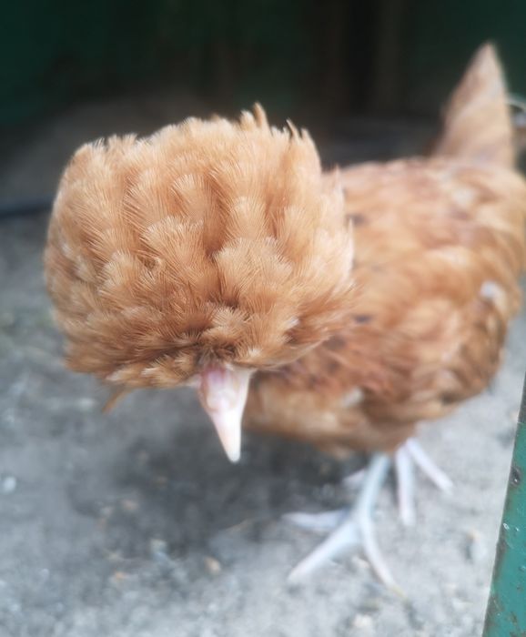 Czubatki czerwone, jarzębiate miniaturowe