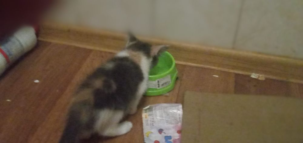 Отдам котят две девочки бесплатно