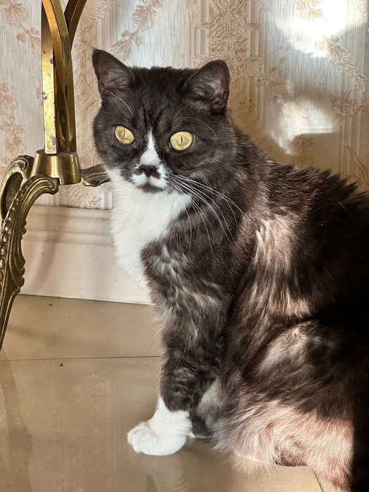 Жаклін. Стерилізована, вакцинована, має ветпаспорт