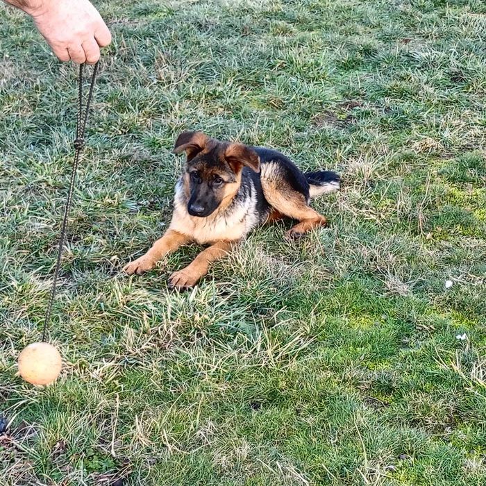 Owczarek Niemiecki FCI