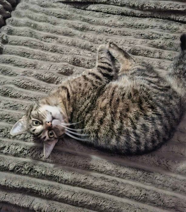 Молоденькую полосатую  кошечку отдам в хорошие руки!!!