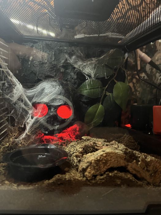 Terrarium na zamowienie.