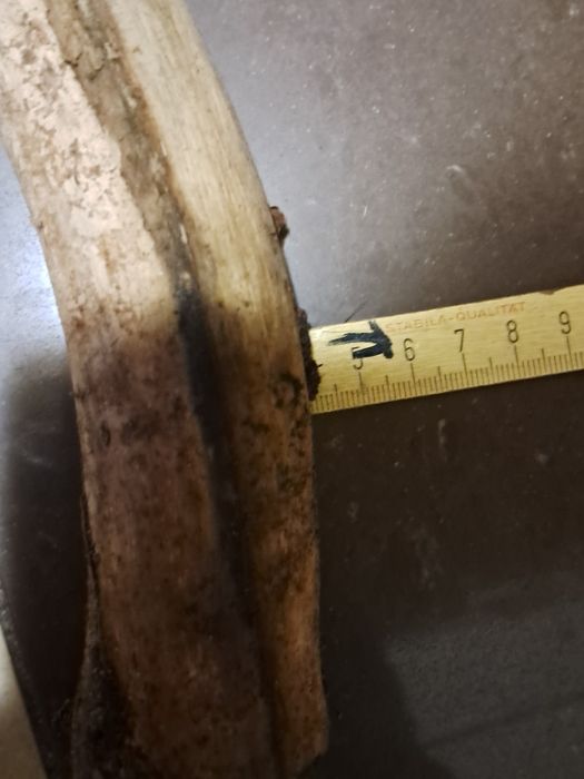 Korzeń  45 cm do akwarium