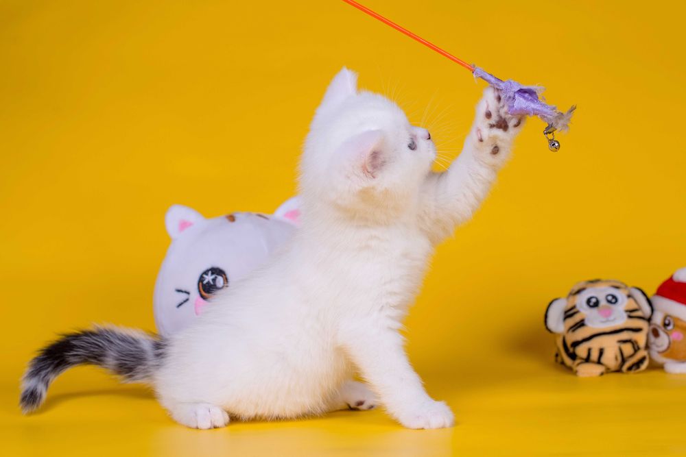 Плюшевий Шотландський хлопчик Франклін