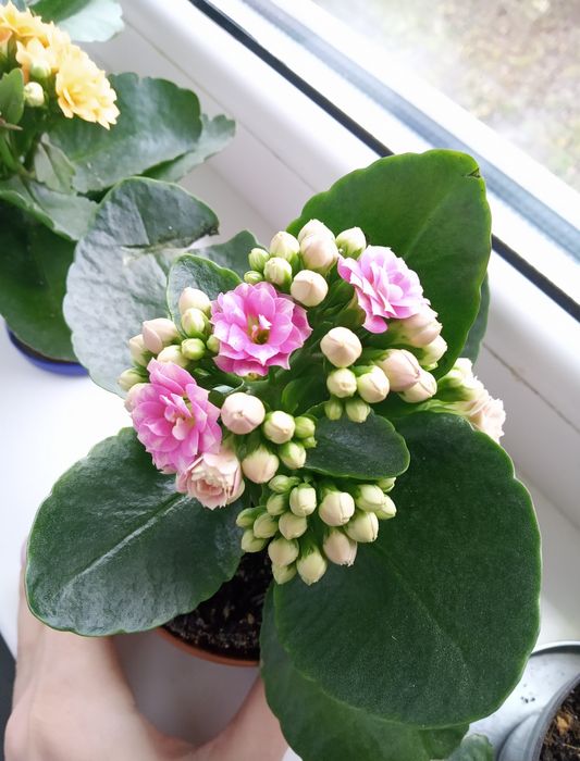 Рослина кімнатна Каланхое махрове