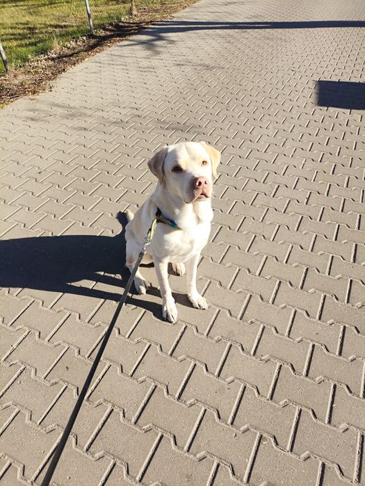 Oddam w dobre ręce Labradora