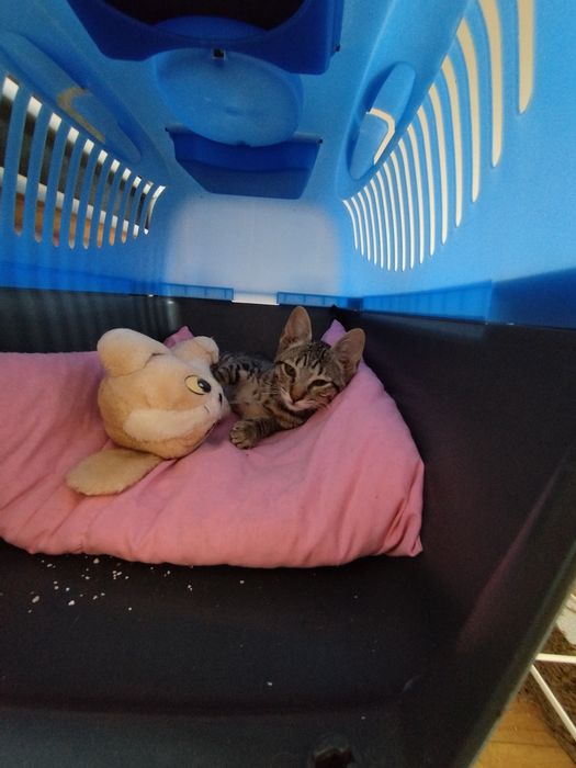 Gatinho para adoção responsável.