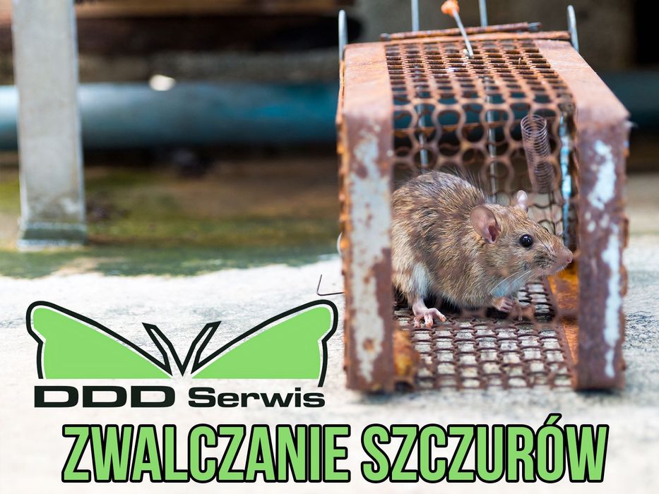 Dezynfekcja Dezynsekcja Deratyzacja, ULV Ozonowanie PLUSKWY PRUSAKI