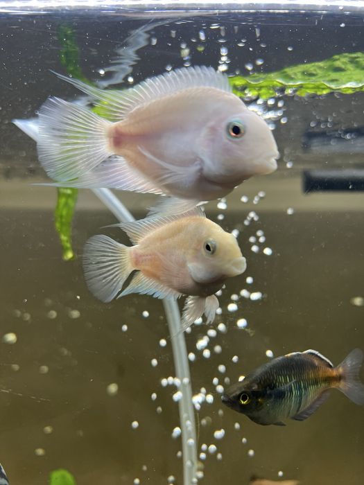 Рыбы попугаи белые