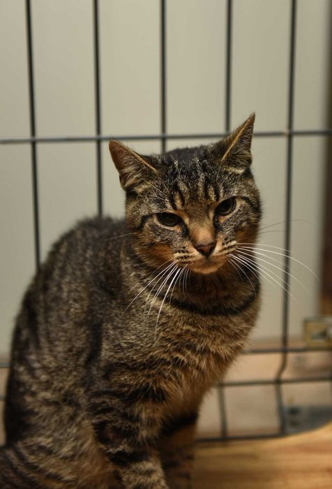 Tygrysek- roczny kotek do pilnej adopcji.