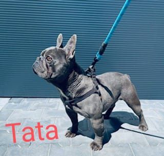 Buldog francuski niebieski reproduktor  krycie blue