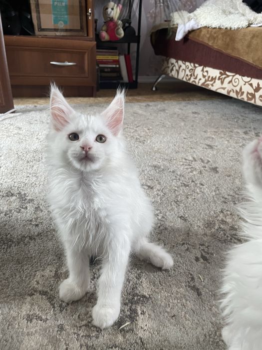 Мы родились! Открыта бронь на чистокровных котят Мейн кун