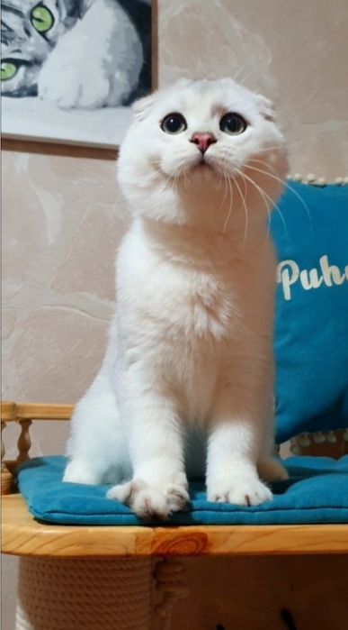 ручний ніжний шотландець висловухий срібляста шиншила