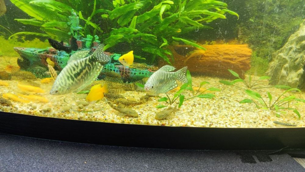 2 Gurami marmurkowe