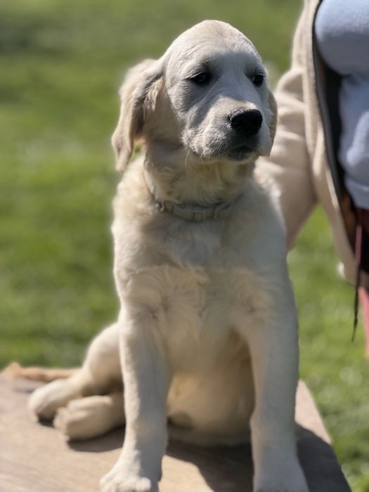 Golden Retriever FCI szczeniak