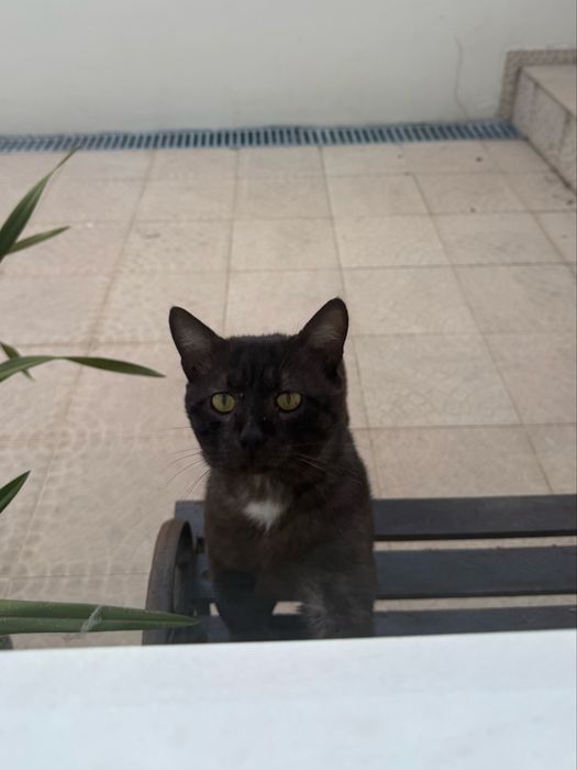 Gato/Gatinho Abandonado