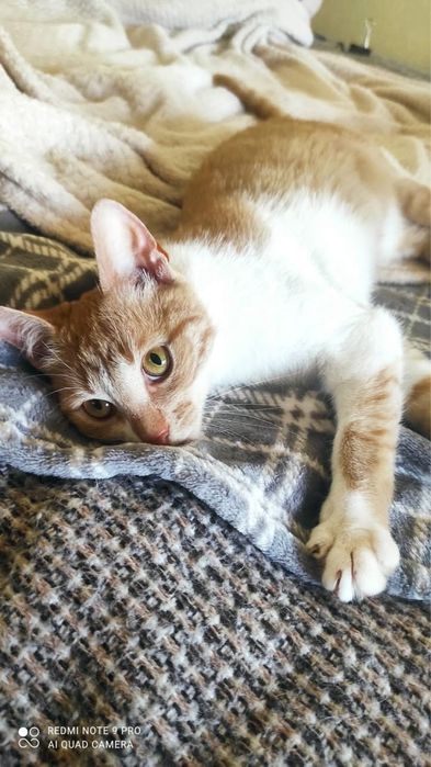 Киця і котик в добрі руки. Стерилізовані