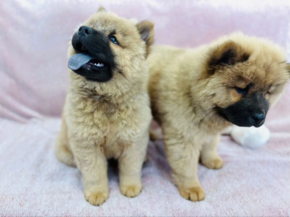 Przeuroczy misio Chow-Chow
