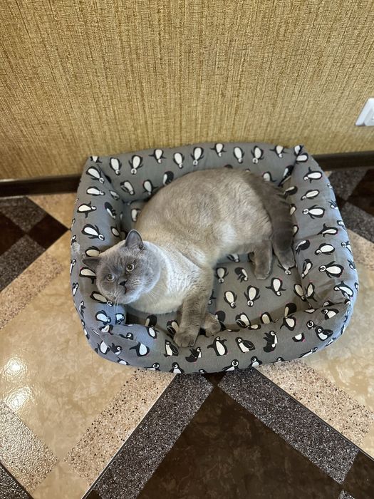 Вʼязка шотландець прямовухий