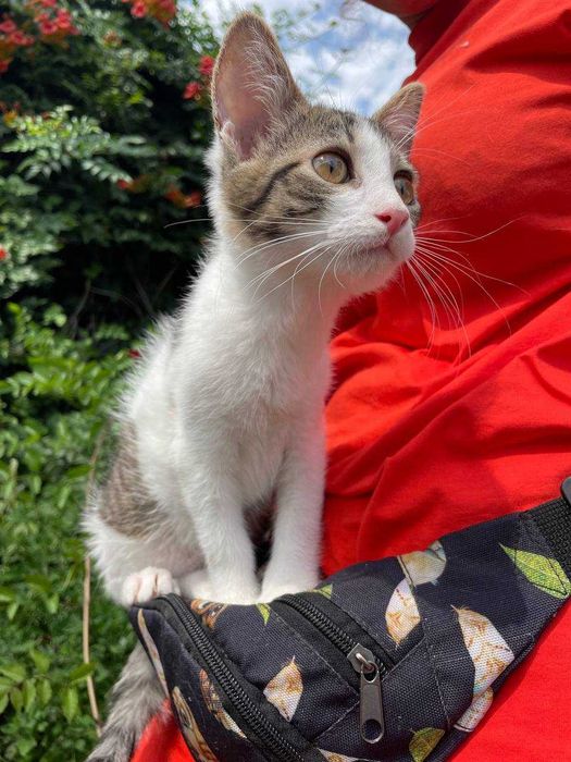 Кошеня, 3 місяці, дівчинка
