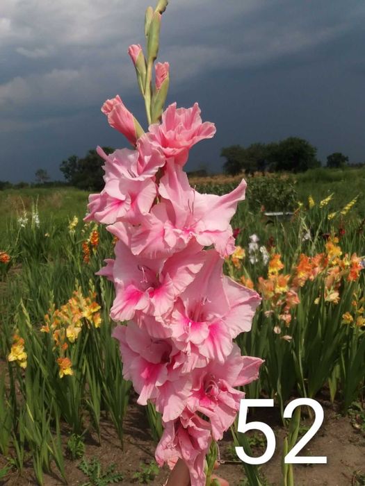 Продам цибулини гладіолусів