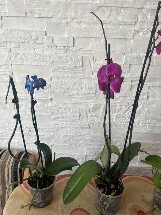 Storczyki po kwitnieniu