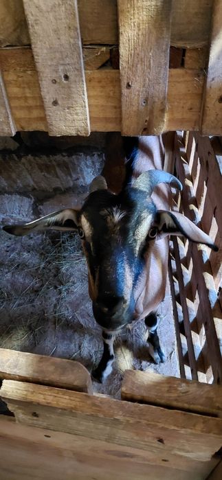 Продам кізоньку 70% нубійка