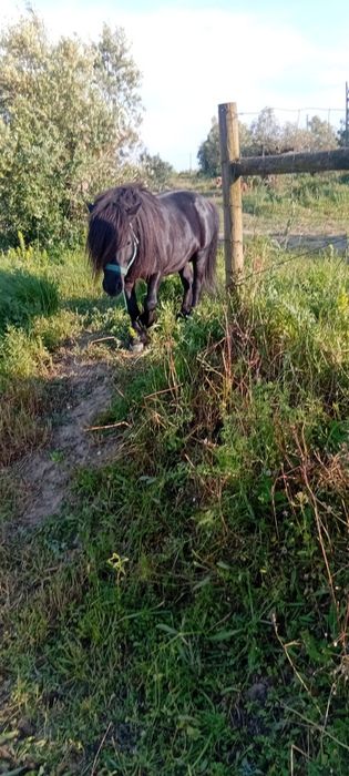 Segue para venda pônei preto inteiro com oito anos muito mansinho montado e engatado