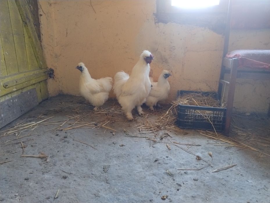 Jaja lęgowe Silek kur (jedwabistych)