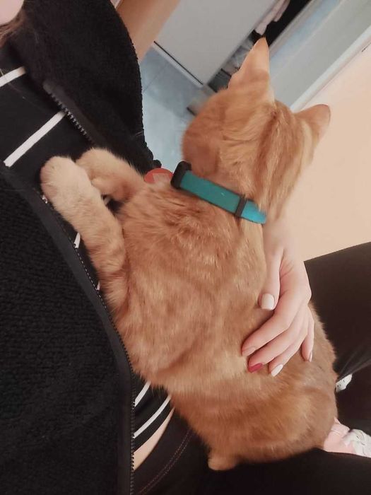 Petsitter, opieka nad kotem