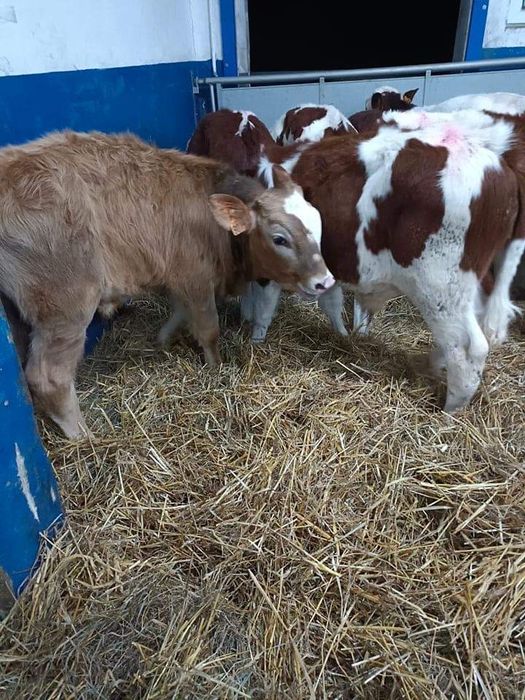 Cielaki żeruny opasy sm