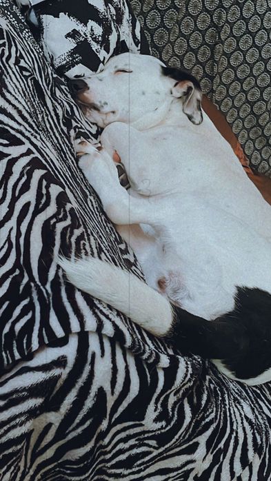 Cadela para adoção