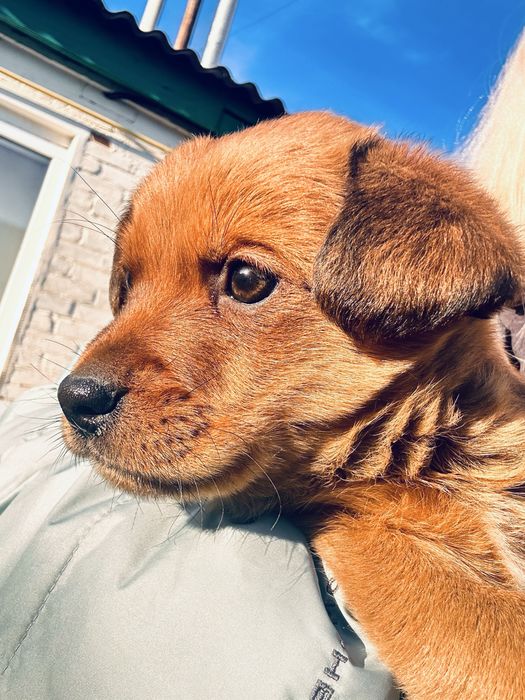 Віддам в добрі руки ( такса)