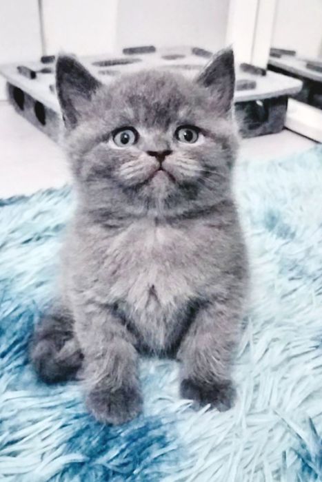 Macho British  blue