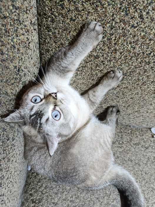 Страшнее кошки зверя нет)))