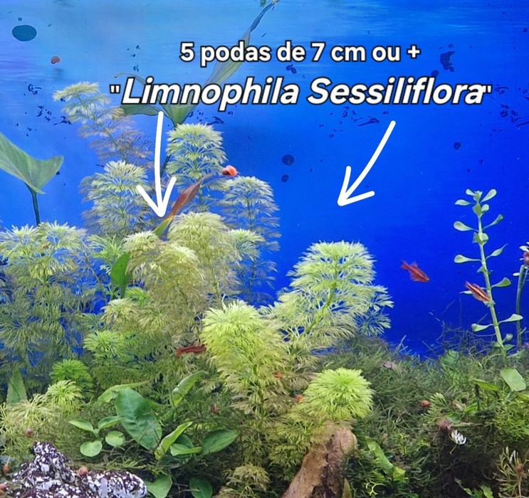 Limnophila sessiliflora Planta Aquário Cuidado fácil