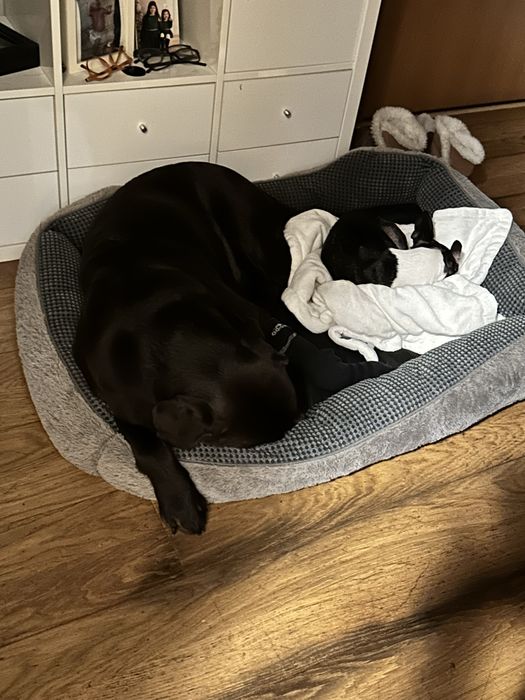 Tomamos conta do sei amigo Cão ou Gato