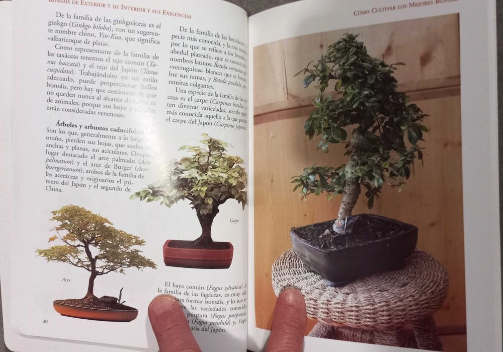 Cómo cultivar los mejores bonsáis