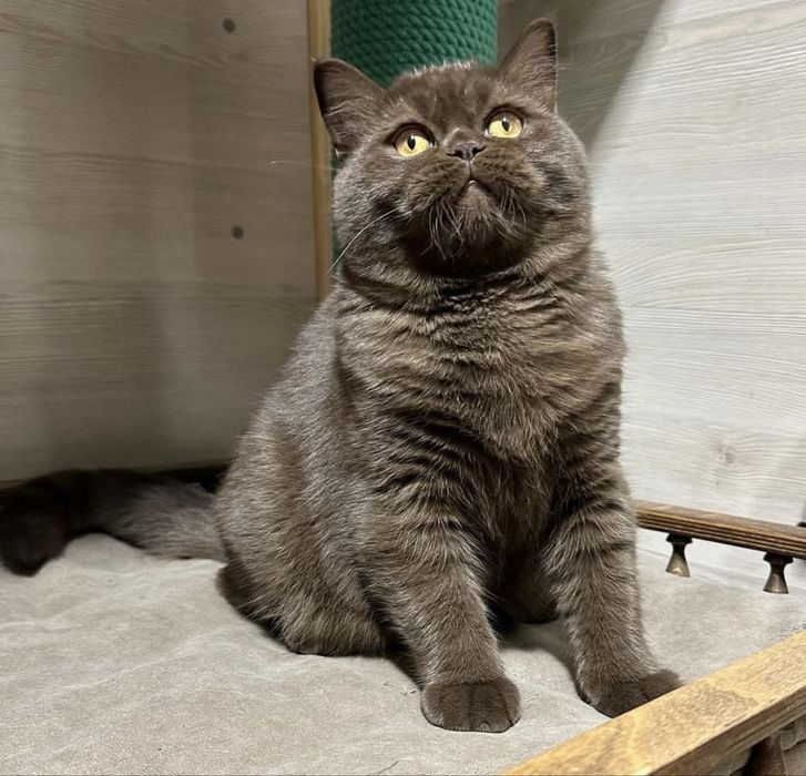 Документи для тварин!Для виїзду закордон