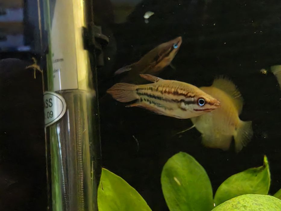 Gourami Croador (Trichopsis Vittata)