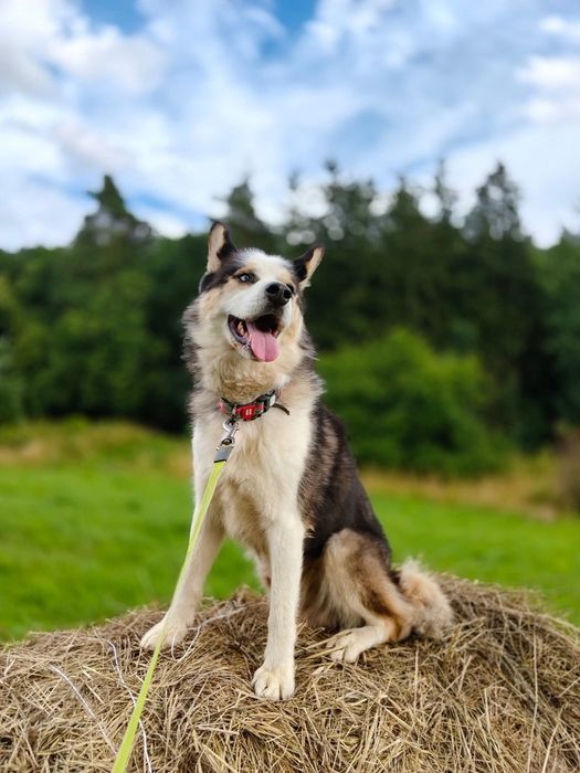 Piorun w typie Husky do adopcji!