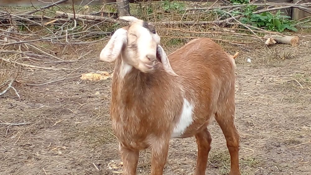 75% нубійц( 2 козочки)(вже покриті 100% ан)